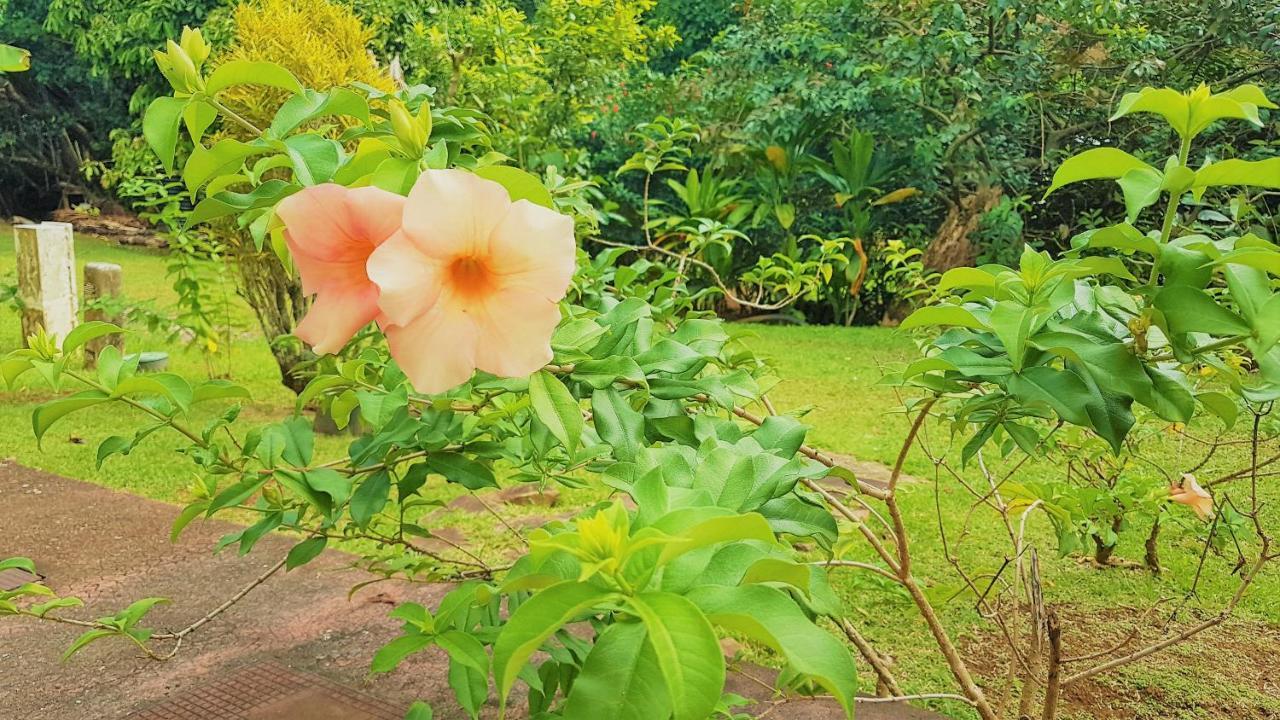 Haapu Huahine - Tipanier House 빌라 외부 사진